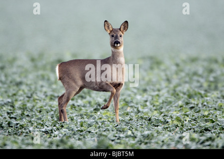 Le Chevreuil (Capreolus capreolus), doe alerte sur des cultures agricoles, Allemagne Banque D'Images