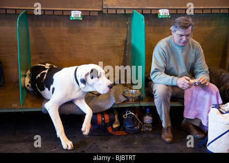 Crufts, NEC de Birmingham, 2010. Les chiens se préparer pour le spectacle, arbre d'animaux domestiques pour Best in show Banque D'Images