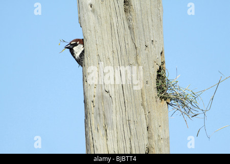 Moineau espagnol (Passer hispaniolensis), homme à la recherche de l'entrée du nid, Portugal Banque D'Images