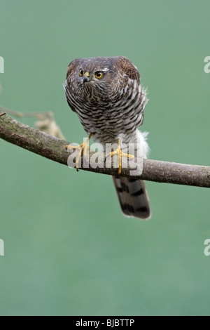 Fauve ( Accipiter nisus), femme, perché sur branche, Allemagne Banque D'Images