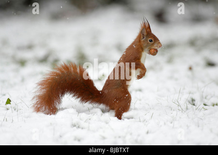 L'Écureuil roux (Sciurus vulgaris) - collecte de noisettes dans le jardin couvert de neige Banque D'Images