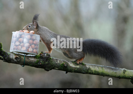 L'Écureuil roux (Sciurus vulgaris), en tenant compte de la station d'alimentation de noisettes dans le jardin, l'automne Banque D'Images