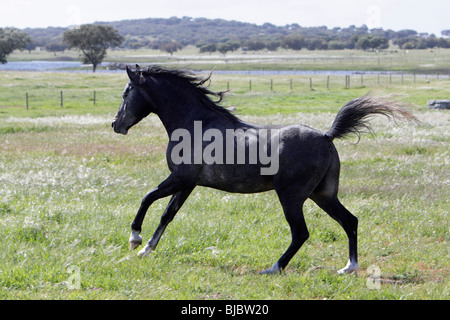 Cheval Arabe - etalon au pâturage, caracolant Alentejo, Portugal Banque D'Images