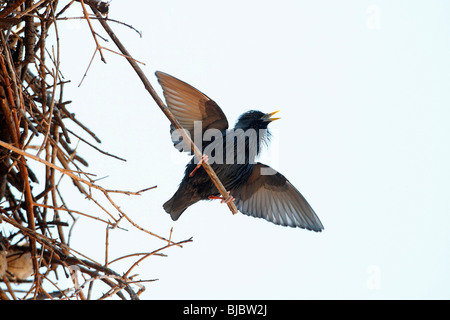 Spotless Starling (Sturnus unicolor), chant de nid de cigogne blanche, Espagne Banque D'Images