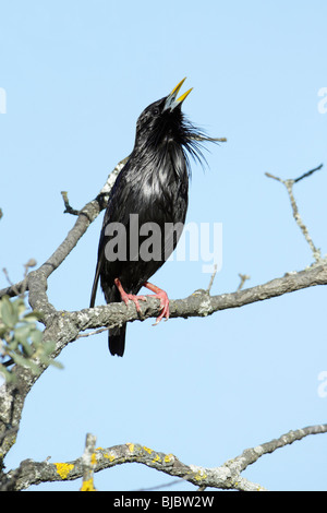 Spotless Starling (Sturnus unicolor), chant de branche d'arbre, Espagne Banque D'Images