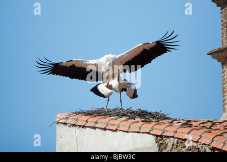 Cigogne Blanche (Ciconia ciconia), l'accouplement paire sur la construction de toit, Estrémadure, Espagne Banque D'Images