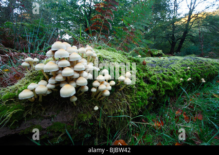 Touffe de soufre (champignons Hypholoma fasciculare), croissant sur les troncs en décomposition en forêt, Allemagne Banque D'Images