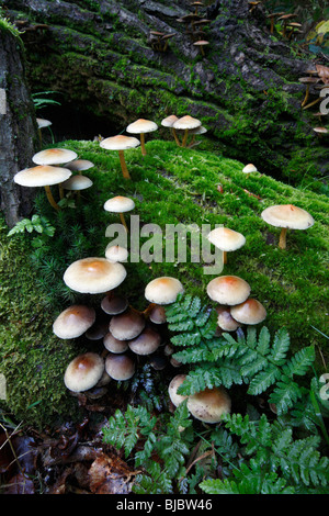 Touffe de soufre (champignons Hypholoma fasciculare), croissant sur les troncs en décomposition en forêt, Allemagne Banque D'Images