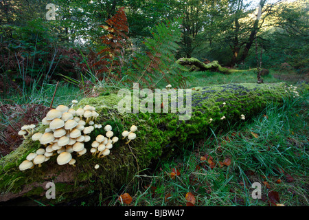 Touffe de soufre (champignons Hypholoma fasciculare), croissant sur les troncs en décomposition en forêt, Allemagne Banque D'Images