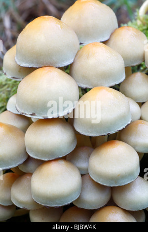 Touffe de soufre (champignons Hypholoma fasciculare), l'étude détaillée des organes de fructification Banque D'Images