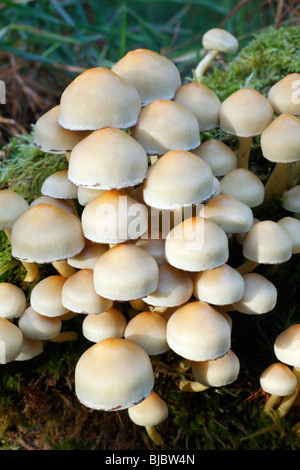 Touffe de soufre (champignons Hypholoma fasciculare), croissant sur les troncs en décomposition en forêt, Allemagne Banque D'Images