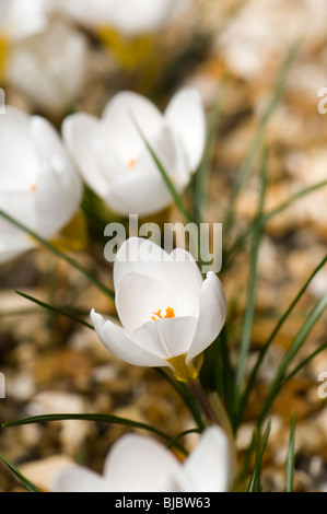 Crocus blanc en fleur dans une étroite frontière gravier silex Banque D'Images