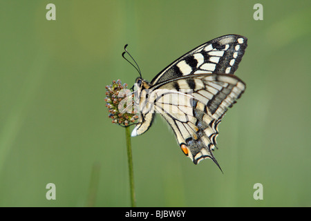 Papillon machaon (Papilio machaon) reposant sur l'usine, Allemagne Banque D'Images