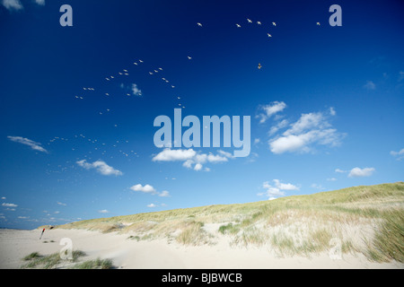 Vol de mouettes au-dessus de dunes de sable, l'île de Texel, Hollande Banque D'Images