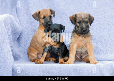 Westfalia / Westfalen Terrier, trois chiots assis dans une rangée, Allemagne Banque D'Images