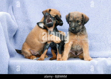 Westfalia / Westfalen Terrier, trois chiots assis dans une rangée, Allemagne Banque D'Images