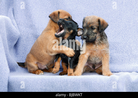 Westfalia / Westfalen Terrier, trois chiots assis dans une rangée, Allemagne Banque D'Images