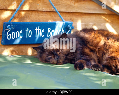 Chat endormi à côté de la plage de 'gone', UK Banque D'Images