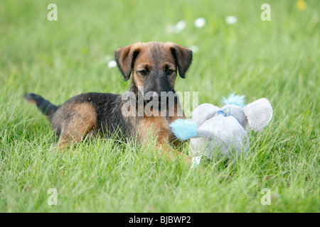 Westfalia / Westfalen Terrier, chiot jouer avec l'Allemagne, adorable en peluche Banque D'Images