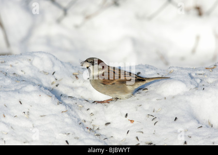 Moineau domestique ( Passser domesticus), homme se nourrissant de graines de tournesol au jardin, hiver, Allemagne Banque D'Images