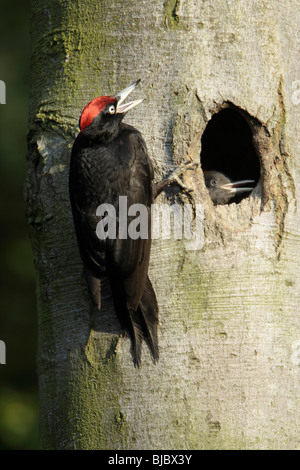 Pic noir (Dryocopus martius), homme appelant aux poussins à l'entrée du nid, Allemagne Banque D'Images