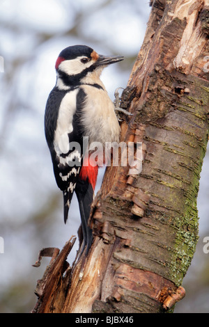 Great Spotted Woodpecker (Dendrocopos major), assis sur le tronc de l'arbre, Allemagne Banque D'Images