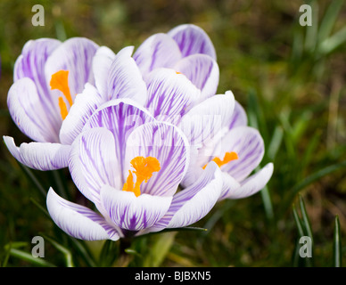 Crocus vernus 'Pickwick' poussant dans un jardin pelouse dans les Cotswolds Banque D'Images