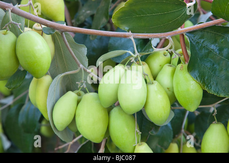 Jujubier ziziphus jujuba' 'fruits arrivant à échéance sur la branche. Banque D'Images
