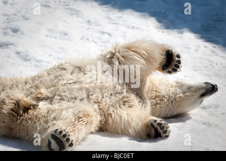 Un Ours blanc (Ursus maritimus - ours polair ou Ours blanc) Banque D'Images