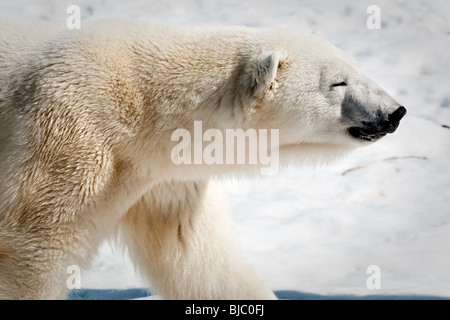 Un Ours blanc (Ursus maritimus - ours polair ou Ours blanc) Banque D'Images