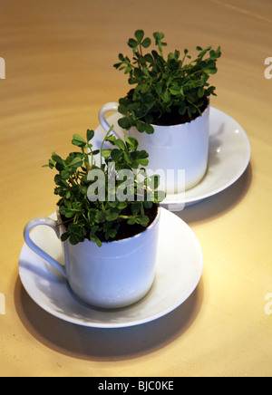 De plus en plus dans des tasses à café irlandais Banque D'Images