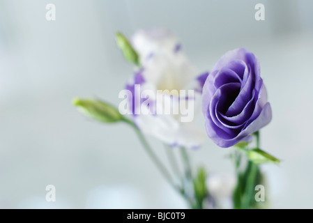 Lisianthus Mauve et blanc de l'ouverture des boutons de fleurs Banque D'Images