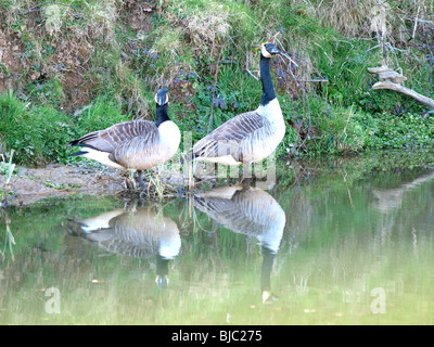 Couple de Bernaches du Canada, Branta canadensis, au bord de l'eau Banque D'Images