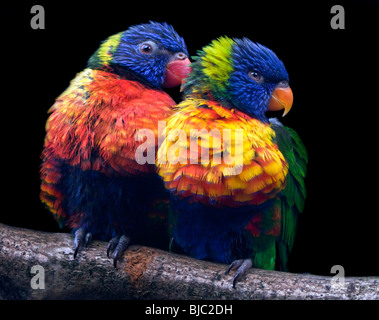 (Trichoglossus moluccanus Rainbow loriquets verts) Banque D'Images