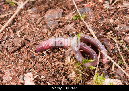 Night crawler, ver de terre commun, Lumbricus terrestris, Minnesota, USA Banque D'Images