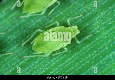 Puceron à grains roses (Metropolophium dirhodum) femelle non aigdée sur une feuille de céréales Banque D'Images