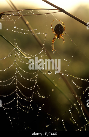 Un jardin araignée Araneus diadematus () sur une rosée laden début web sur un matin d'automne, Devon Banque D'Images