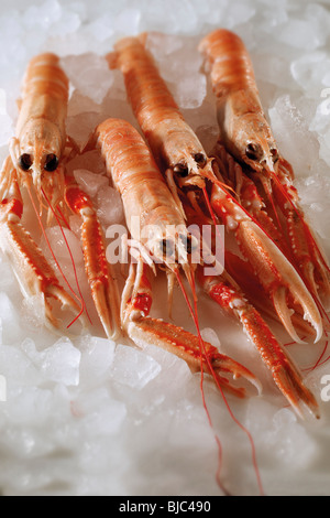 Langoustine fraîche, scampi ou crevettes de la baie de Dublin sur un lit de glace Banque D'Images