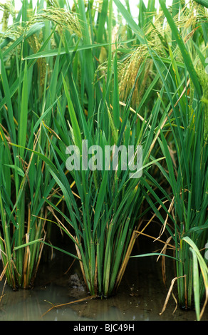 Stunt en haillons sévèrement infectés de virus dans les plants de riz paddy, l'oreille aux Philippines Banque D'Images