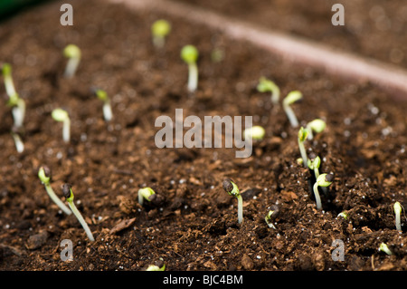 Salvia officinalis Sauge à fleurs blanches, Albiflora, les semis nouvellement germés dans un bac dans une serre Banque D'Images