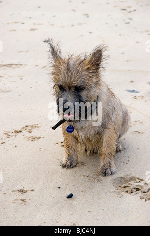 Cairn Terrier puppy sitting on a beach Banque D'Images