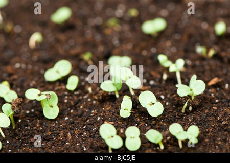 Salvia Horminum Lundi Bleu, sauge sclarée, les semis nouvellement germés dans un bac dans une serre Banque D'Images