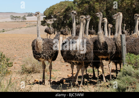 Ferme d'autruches dans le Western Cape Afrique du Sud autruches se nourrissent de champs qui plus tôt dans l'année ont été utilisés pour la culture du blé Banque D'Images