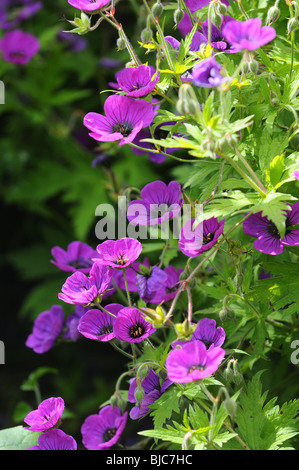 Mauve hardy géranium Berkshire, Royaume-Uni Banque D'Images