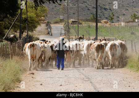 Troupeau de vaches laitières, d'être poussés vers le bas une route de terre dans le Western Cape Afrique du Sud Banque D'Images
