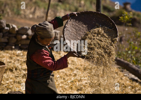 Une villageoise battage du blé dans le village de CHAAK - AUTOUR DE MANASLU TREK, au Népal Banque D'Images