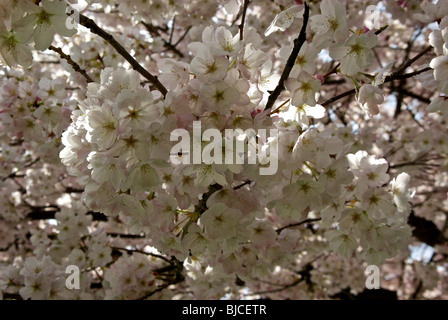 Soft délicate profusion de blanc teinté de rose fleurs de cerisiers japonais dans un dense couvert de fleurs frais généraux Banque D'Images