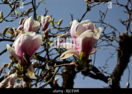 Teintée rose fleurs magnolia blanc en pleine floraison au début du printemps de l'arbre à fleurs tulipes Banque D'Images