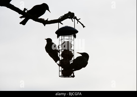 Sturnus vulgaris. Silhouette d'Étourneaux sur une graisse de billes chargeur d'suspendue à un arbre dans un jardin. UK Banque D'Images