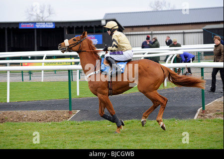 Horse and Jockey laissant paddock Sedgefield UK Banque D'Images